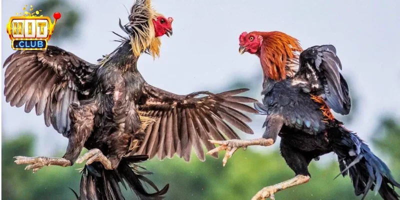 Khả năng tương thích trên nhiều thiết bị
