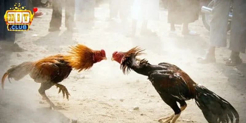 Những trận đá gà siêu kinh điển được nhiều người nhắc đến | Hình số 2 Những yếu tố khiến một trận đấu được xem là "kinh điển"